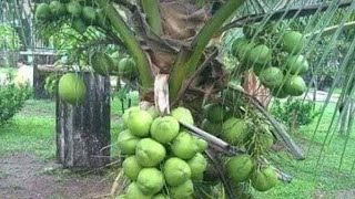 Coconut farming  the fast rising cash crop [upl. by Bauer]