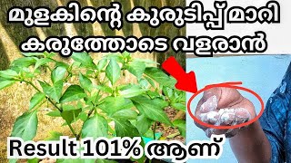 mulaku krishi in malayalammulaku krishi tips in malayalam krishi malayalam green chilly farming [upl. by Konyn660]