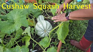 Cushaw Squash Harvest [upl. by Nevur485]