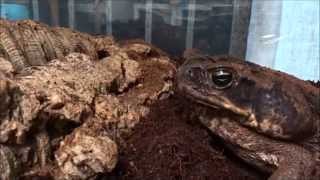 Giant Marine toad Rhinella marina Â© Guy Tansley [upl. by Veejar]