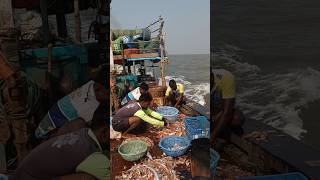 बोटीमध्ये निवडले बोंबीलमांदेली lकोळंबी आणि वाकटी मासे Fish sorting on fishing boatseafood india [upl. by Tamanaha]