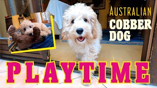 PLAYTIME  Mia Australian Cobberdog 4 12 month old [upl. by Gregorius]