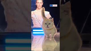 I am modelling Out of my way Cutest cats and dogs in the world petlover cats dog YMChannel [upl. by Idnem]