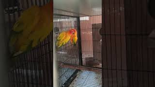 Beautiful Opaline Love Birds Pair birds blueopaline lovebirds shortsviral [upl. by Yecats]