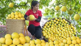 Harvesting diospyros decandra fruit go to market sell [upl. by Thanos771]