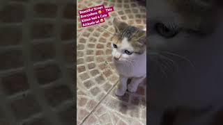 Beautiful Strays Everywhere 🥰🇲🇦 This Little Kitten had a Cute Attitude Lol 😂 [upl. by Trevethick137]