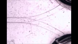 Simple separation of good quality bovine oocytes using a microfluidic device [upl. by Bethezel602]