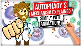 Autophagy Mechanism EXPLAINED SIMPLY With ANIMATION [upl. by Devitt923]