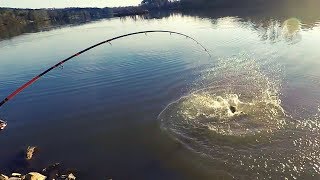 HUGE CATFISH Bank Fishing with cut bait [upl. by Reinaldos124]