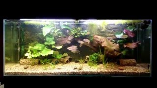 450 l Africa with Plecos 1 [upl. by Nikola]