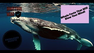 Discover the Secrets of Whales Fun Facts for Kids [upl. by Anh968]