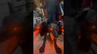 Cerberus Dog Animatronic Demo  from Spirit Halloween halloween animatronics spirithalloween [upl. by Corry817]