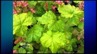 Plant Pick  Heuchera Little cutie Sweet Tart [upl. by Arhas]