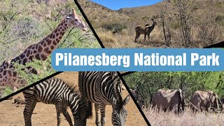 Pilanesberg National Park in South Africa  Telugu Vlogs in Africa [upl. by Ettener]