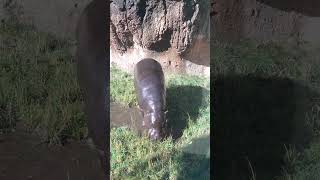 pygmy hippo enjoying a snack at the john ball zoo [upl. by Nobell]