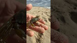 Petit vlog à la plage 🦀 nature wild wildlife humour vlog exploration [upl. by Tengler]