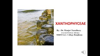 XANTHOPHYCEAE BY DR MANJU CHAUDHARY [upl. by Llahsram]