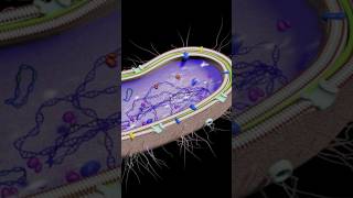 Kingdom Protista biology theoryofphysics physicsfun anubhavsir gwalior [upl. by Toms]