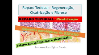 Reparo Tecidual Cicatrização [upl. by Onitrof]