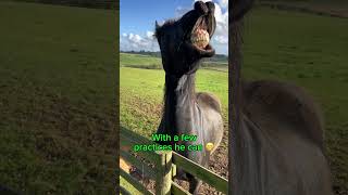 Mykey makes Friesian smile shortsyoutube foryou friesian horse horsemanship [upl. by Euh]