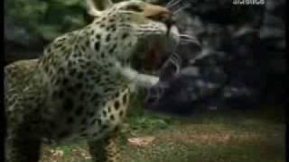 A Gorilla Fights A Leopard CG [upl. by Neu]