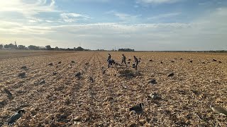 CRAZY MN GOOSE FEED Hunting geese in fresh cut corn [upl. by Reid]