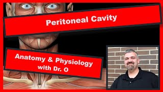 Peritoneal Cavity and Mesentary Anatomy and Physiology [upl. by Jac]