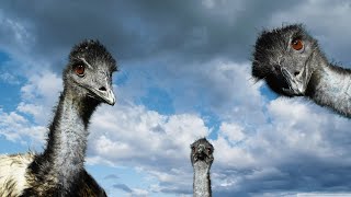 Why Ostrich Cannot Fly  Ostrich Facts  Flightless Birds [upl. by Peugia323]