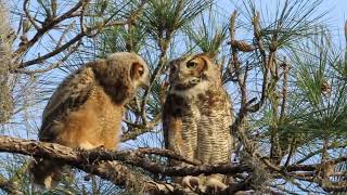 great horned owl female comforts owlet [upl. by Ilyse825]