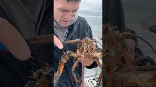 Removing a parasite from a lobster maine lobster interesting didyouknow education learn [upl. by Nageem]