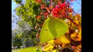 YELLOW BUTTERFLY butterfies slow motion Cloudless Sulphur Phoebis sennae [upl. by Phyl]