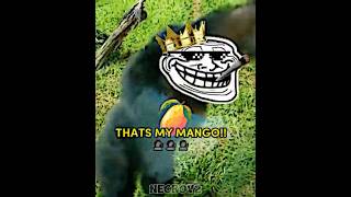 CHIMP WANTS MANGO trollface shorts trollfaceedit shortsfeed mango phonk [upl. by Christiana]