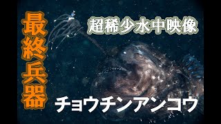 生きている光るチョウチンアンコウ生態解説動画 深海魚水中映像 [upl. by Aiekat]