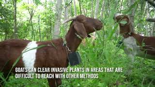 Managing Buckthorn with Goats [upl. by Anawqahs]