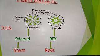 EndarchExarchOpenClose Vascular bundles [upl. by Perlman]