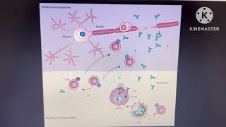 Glatiramer acetate  Multiple Sclerosis mechanism of action [upl. by Silloc]