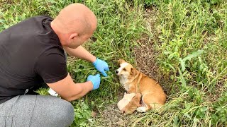 Heartwarming Rescue amp Adoption of Abandoned Mama Dog and Her Babies [upl. by Tiphany]