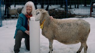 The BEST Solution for Watering Livestock Over Winter [upl. by Nerwal]