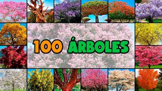 100 nombres de ÁRBOLES MUY COLORIDOS y PINTORESCOS [upl. by Sascha]