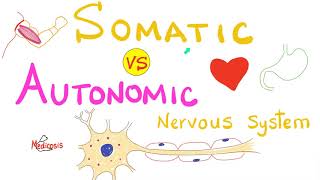 Somatic vs Autonomic Nervous System  Physiology [upl. by Arihs]