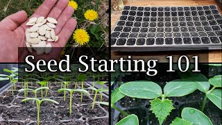 How To Start Vegetable Seeds  The Definitive Guide For Beginners [upl. by Pollack995]