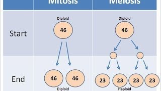 Mitosis vs Meiosis [upl. by Accebber]