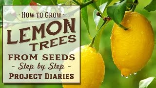 ★ How to Grow Lemon Trees from Seeds Step by Step Guide [upl. by Becht]