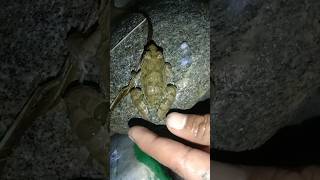 Haha catching funny frogs viral shorts frog funnyfrog animals amazingfrog viralshort [upl. by Lledniuq]