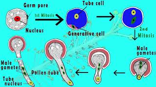 Microgametogenesis  Germination of pollen grain amp Development of male gametes in plants Animated [upl. by Nnahoj]