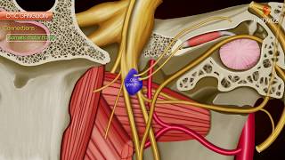 Otic ganglion  Gross anatomy  Roots and Branches  Animated anatomy [upl. by Aihtekal]