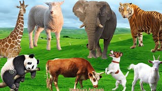 Farm Animal Sounds Elephant Cow Chicken Pig Duck Cat  Animal Sounds [upl. by Ennaeiluj100]