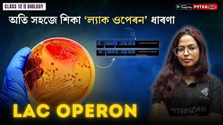 Lac Operon  Biology Class 12  AHSEC 202425 [upl. by Peper]