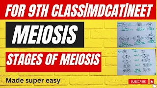 Phases of MeiosisMade super easy Meiosiscell division complete detail in urdu9th classMDCAT [upl. by Armelda789]