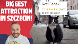 Rob Reacts to Meet Gacek The Cutest Chonky Cat in Szczecin Poland [upl. by Bartie981]